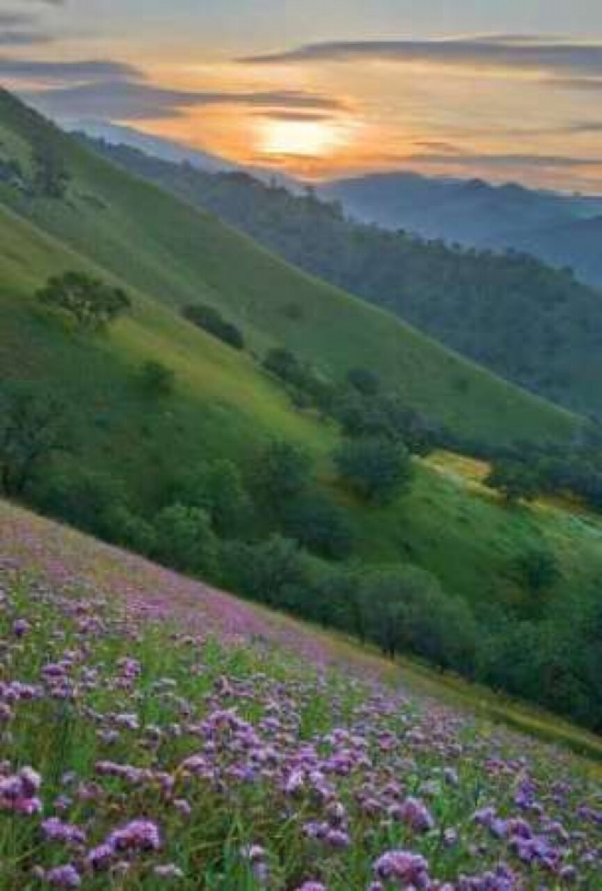 Caliente Bodfish I Poster Print by Mark Geistweite - Item # VARPDXPSGWT108